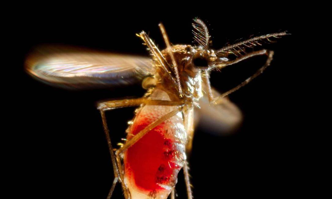 
Fêmea de Aedes aegypti. Vírus transmitido pelo mosquito ataca o sistema nervoso das vítimas
Foto:
/
Reuters
