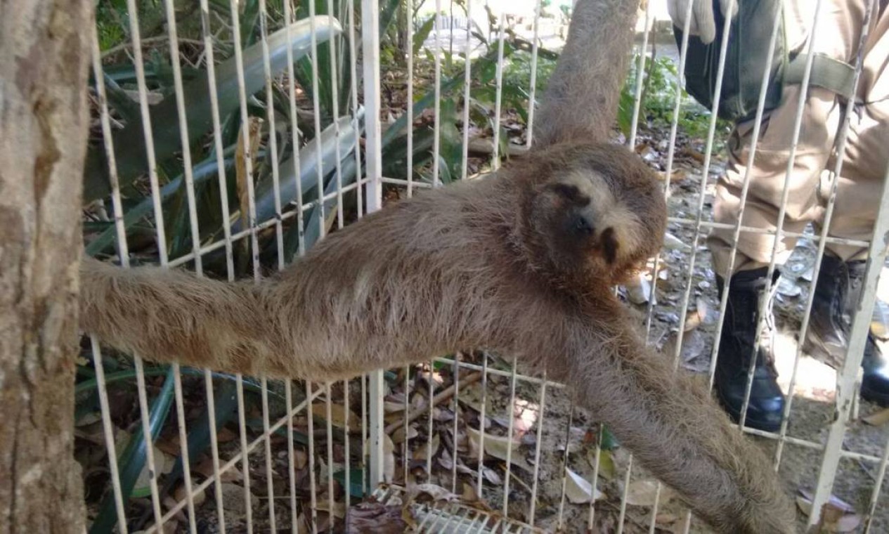 Bicho Pregui A E Capivara S O Resgatados Na Zona Oeste Jornal O Globo