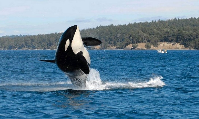 Baleia orca mais velha do mundo morre aos 105 anos, dizem 