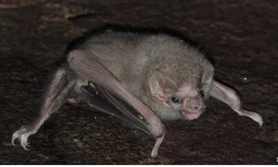 Morcego-vampiro presente no Brasil inclui o sangue humano na dieta - Jornal O Globo