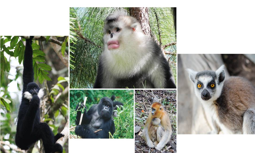 
Imagens de algumas das espécies de primatas sob maior risco atualmente; de cima para baixo, no sentido do relógio: o macaco-de-nariz-arrebitado-de-Yunnan, o lêmure-de-cauda-anelada, o macaco-dourado, o gorila das montanhas e o gibão-de-bochechas-brancas
Foto:
Paul Garber/Matthias Appel/Ruggiero Richard/Fan Peng-Fei
