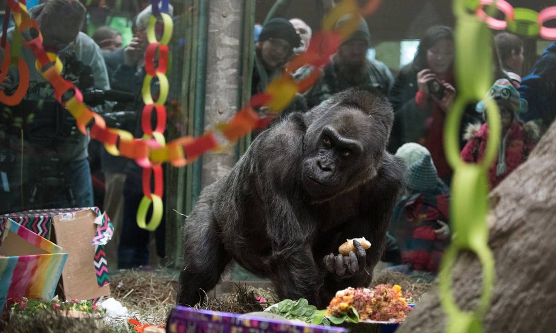 Morre aos 60 anos primeiro gorila nascido em zoológico do mundo