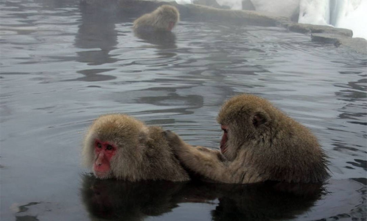 Macacos fofos se juntam para sair na foto em parque no Japão - Animais -  Extra Online