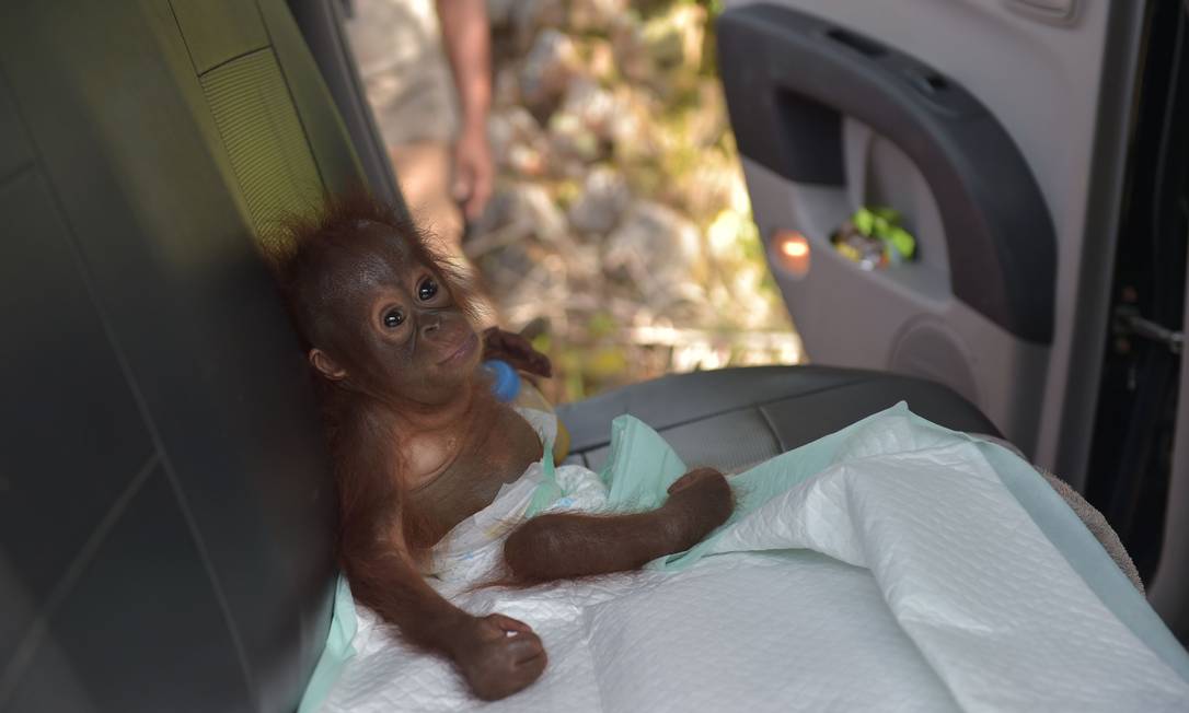 Vídeo de bebê orangotango derrete o coração de internautas - ISTOÉ