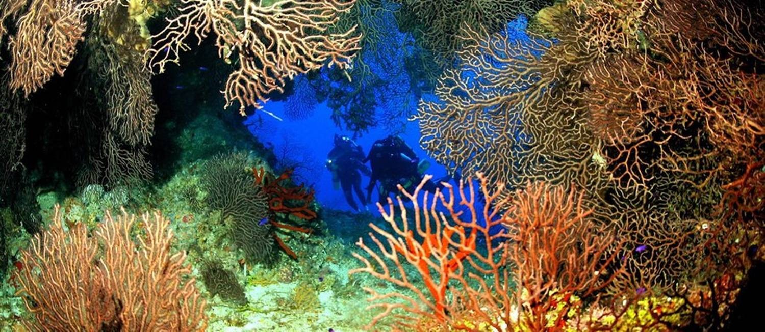 Mergulho nas Ilhas Cayman Foto: Divulgação
