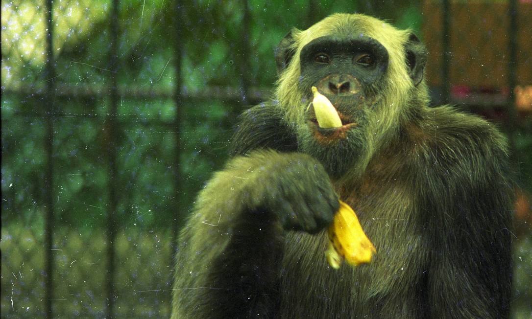 Documentário sobre macaco Tião sairá no segundo semestre - Jornal