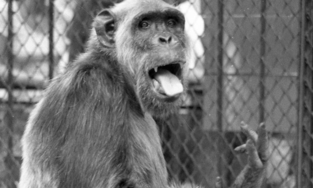 Documentário sobre macaco Tião sairá no segundo semestre - Jornal