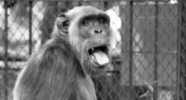 Documentário sobre macaco Tião sairá no segundo semestre - Jornal