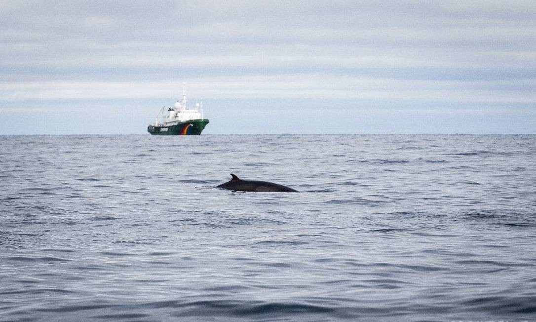 
Uma baleia minke observada pelo navio do Greenpeace Esperanza
Foto: Nick Cobbing / Greenpeace