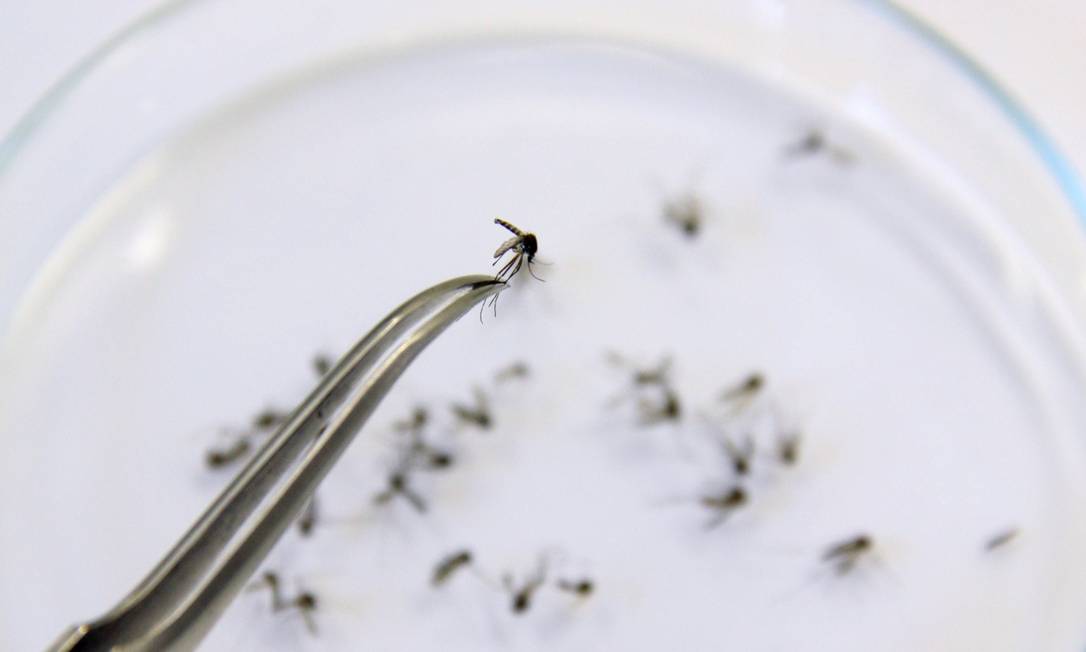 
Aedes aegypti. Pesquisadores desenvolveram protocolo de purificação de proteínas
Foto:
/
Paulo Nicolella/18-1-2017
