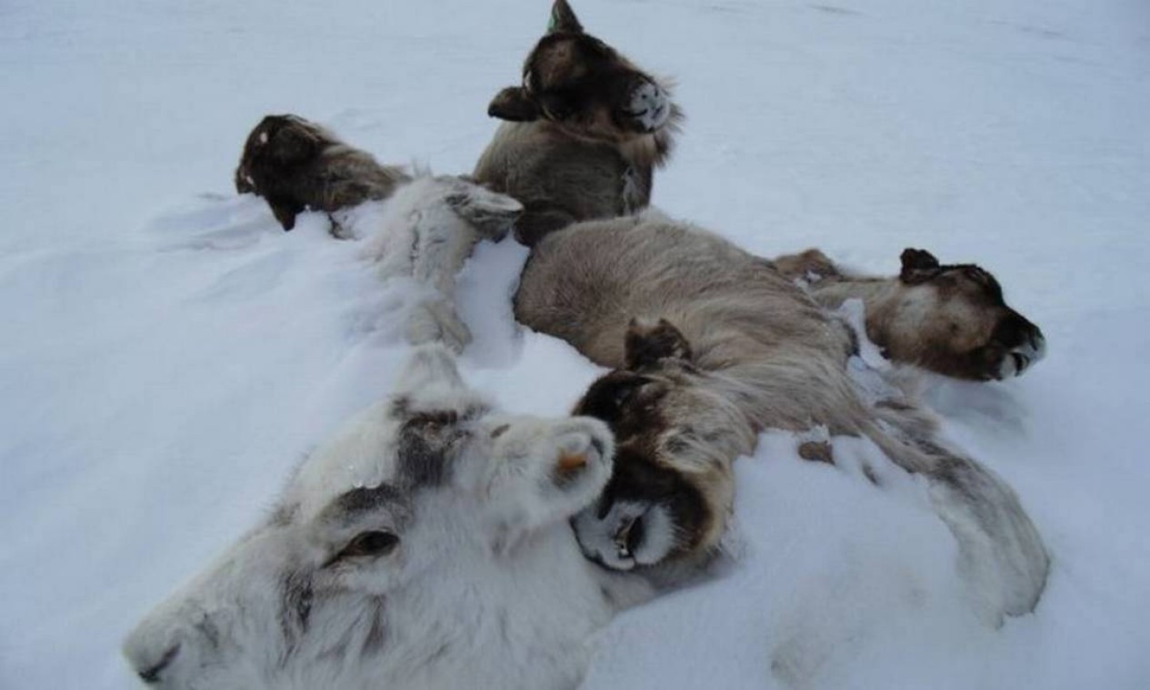 Carcaças de renas mortas cobertas pelo gelo. Um estudo da Universidade de Oxford mostrou que 80 mil renas morreram na Sibéria por causa das alterações no ciclo das chuvas Foto: Universidade de Oxford