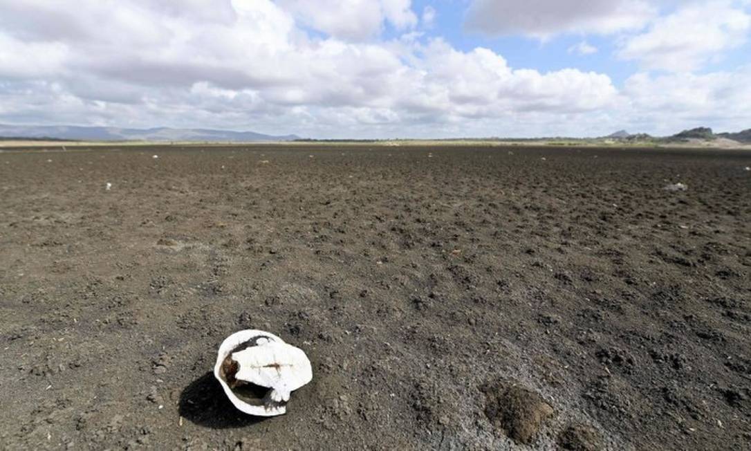 No Brasil, o atual período de estiagem no Nordeste, considerado o pior em um século, transformou a barragem mais antiga do país num cemitério de tartarugas Foto: AFP / EVARISTO SA