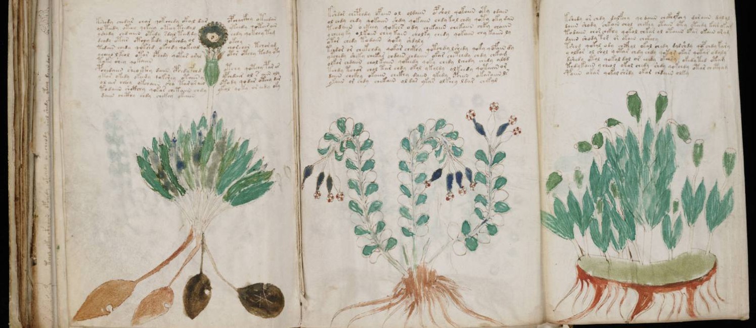 Ilustrações botânicas do famoso manuscrito de Voynich: idioma desconhecido Foto: Reprodução / Agência O GLOBO