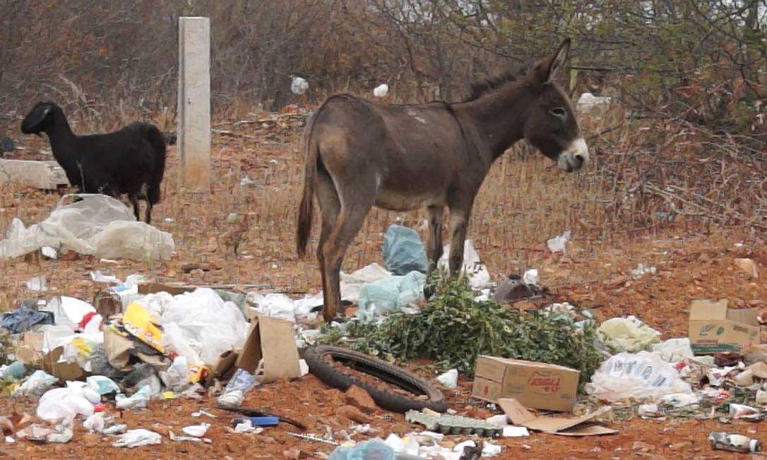 Burros que seriam abatidos em frigorífico de MG morrem após