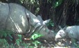 
O rinoceronte de Java é encontrado apenas numa reserva natural da Indonésia
Foto: Parque Nacional de Ujung Kulon