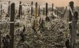 
Geada destrói vinhedo em Chablis, no Norte da França
Foto: PHILIPPE DESMAZES / AFP