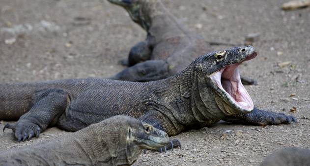 Um dragão está sendo atacado por um homem encapuzado.