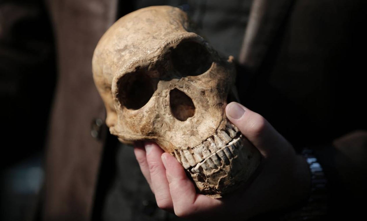 Réplica do crânio de 'Neo', esqueleto de Homo naledi encontrado na caverna Lesedi Foto: GULSHAN KHAN / AFP