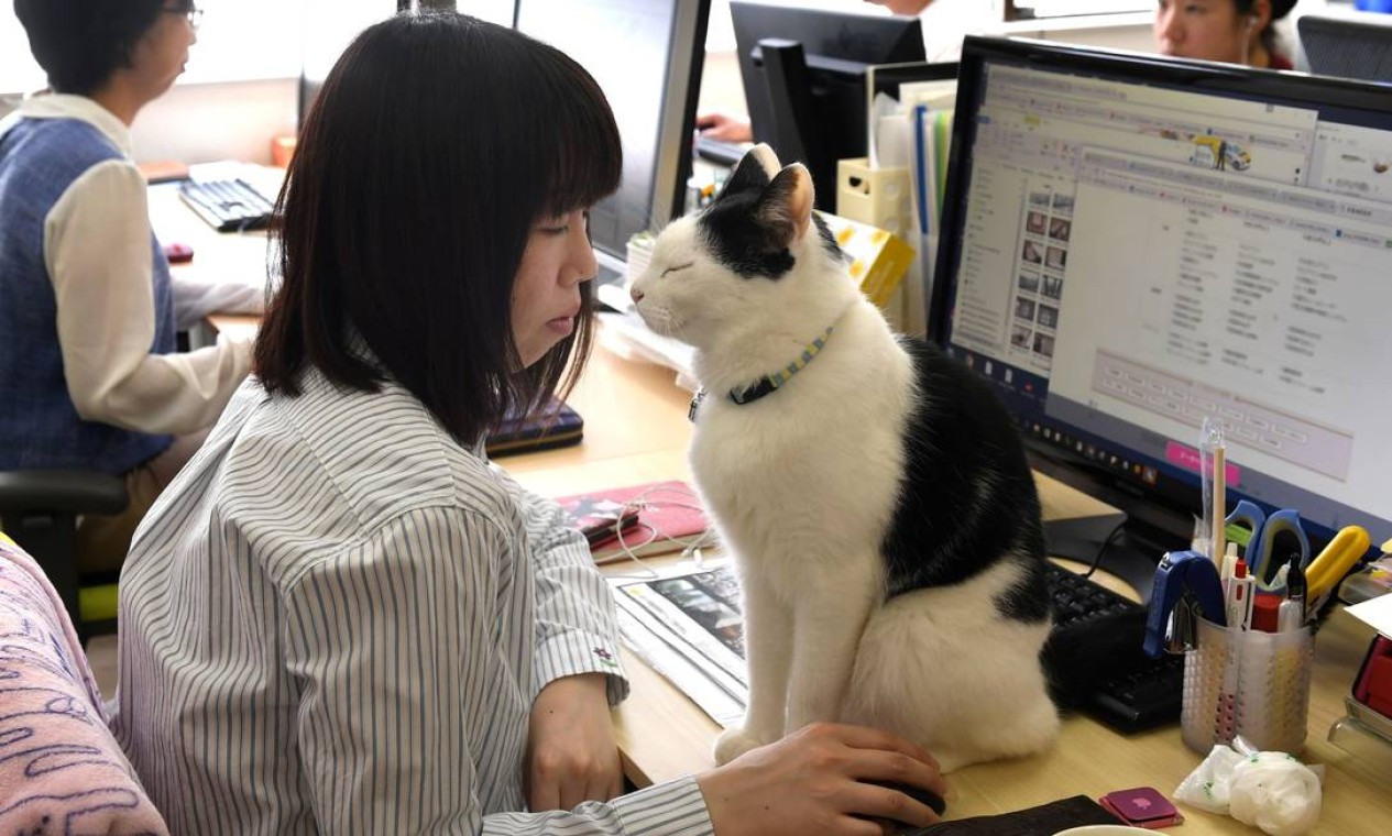 A Ferray aposta em gatos para aliviar o estresse no escritório Foto: YOKO AKIYOSHI / AFP/AFPBB News