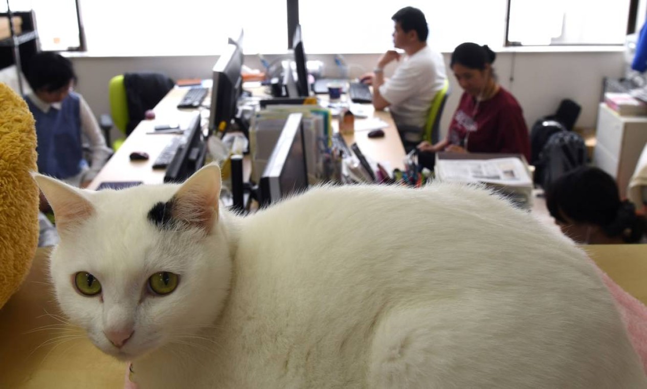 Na empresa de informática, 'reforço' animal começou em 2000 Foto: YOKO AKIYOSHI / AFP