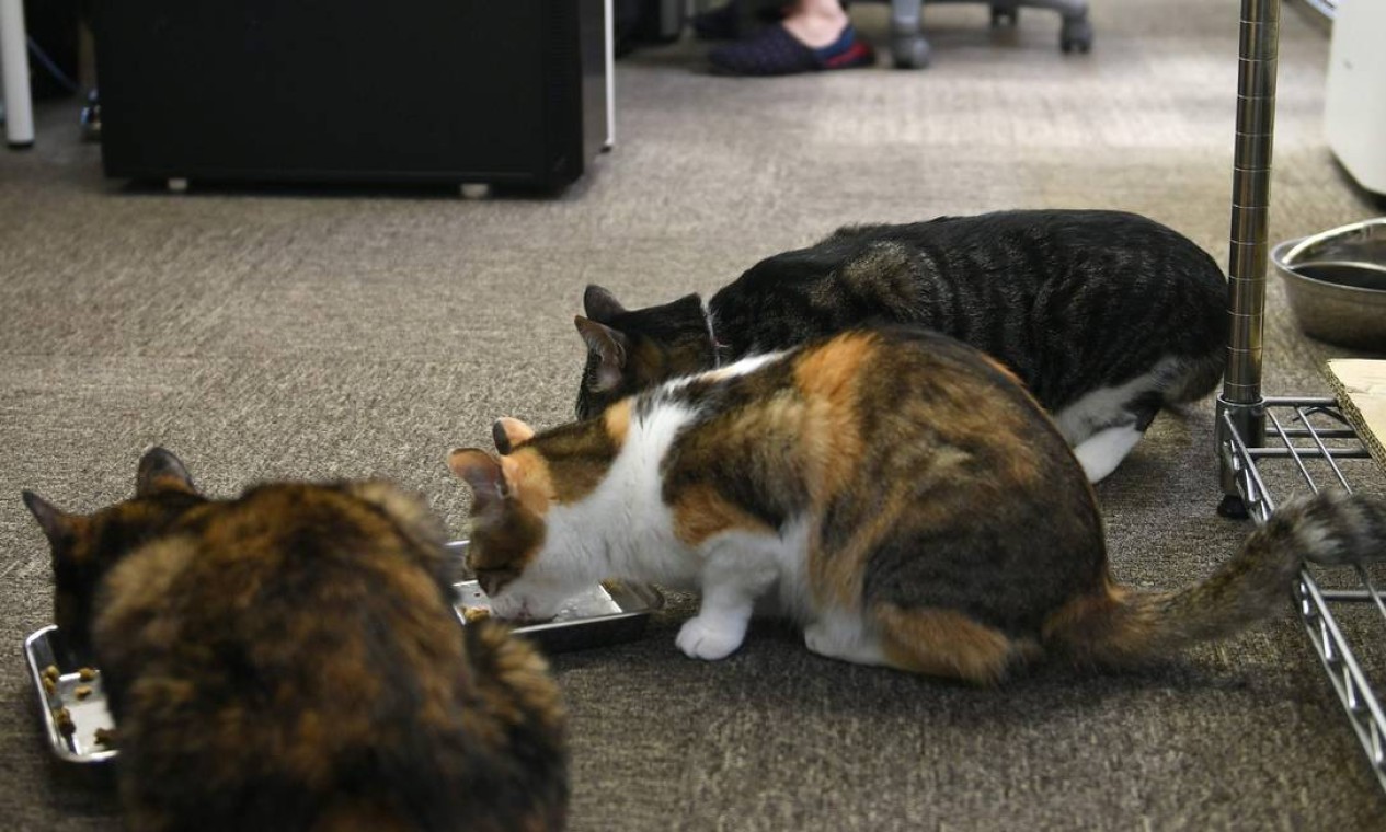 Gatos se alimentam no escritório Foto: YOKO AKIYOSHI / AFP