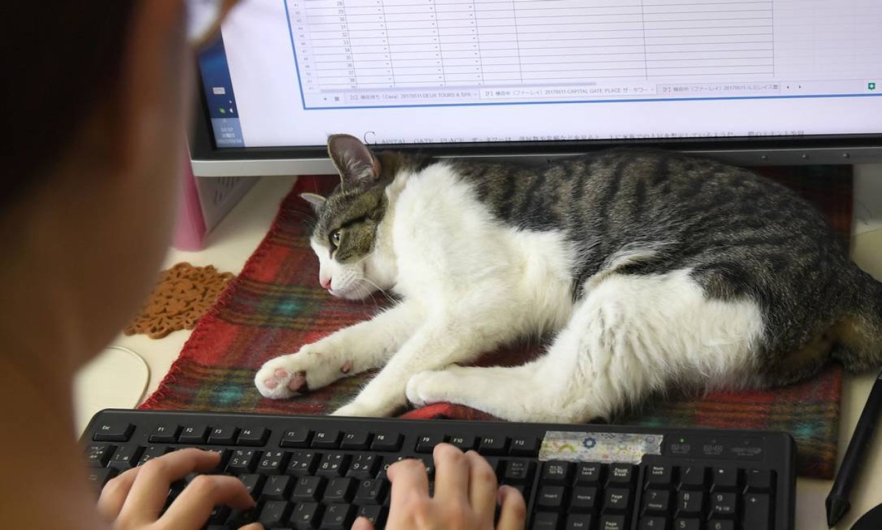 Alguns admitem: às vezes, os gatos atrapalham ao pisar em teclados ou no interruptor Foto: YOKO AKIYOSHI / AFP