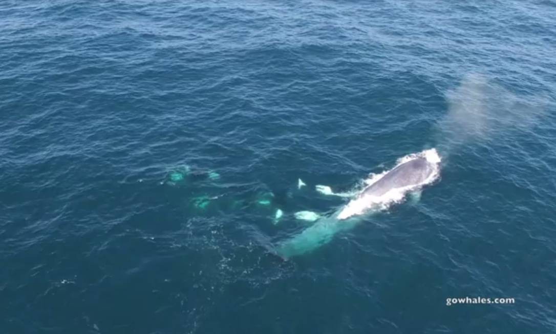Featured image of post Fotos Da Baleia Azul : Veja mais ideias sobre baleia azul, baleia, artesanato baleia.