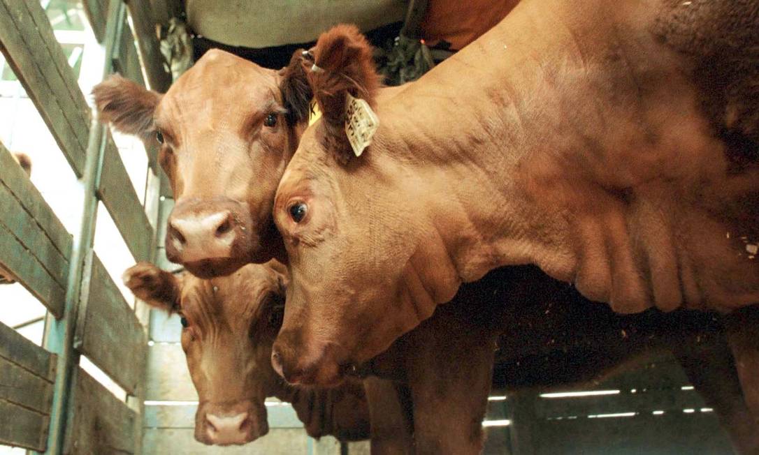 
Não, as vacas marrons não produzem leite achocolatado
Foto:
Epitácio Pessoa
/
AE
