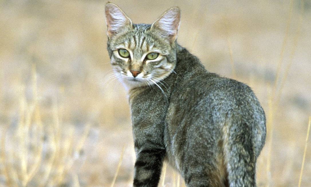 Gato – Wikipédia, a enciclopédia livre
