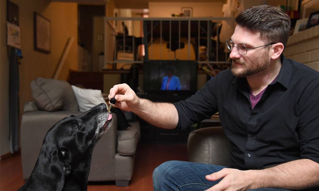 
Brett Hartman dá a sua cadela Cayley, uma labradora de seis anos, gotas de canabidiol para liviar ansiedade do animal
Foto:
AFP/ROBYN BECK
