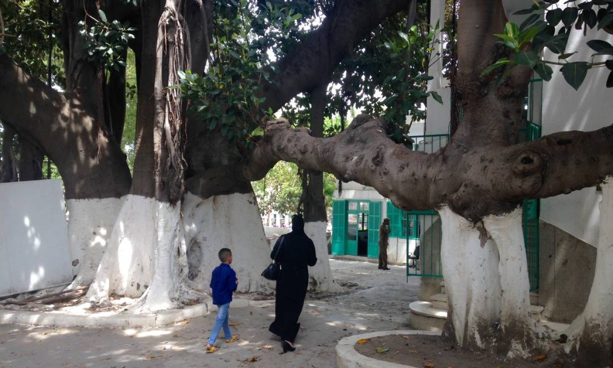 A mais velha figueira de Tânger, Marrocos, tem 900 anos e fica em uma das passagens para o Grand Souk (ou Praça 9 de abril), para onde tudo converge na medina. Foto: Léa Cristina / Agência O Globo