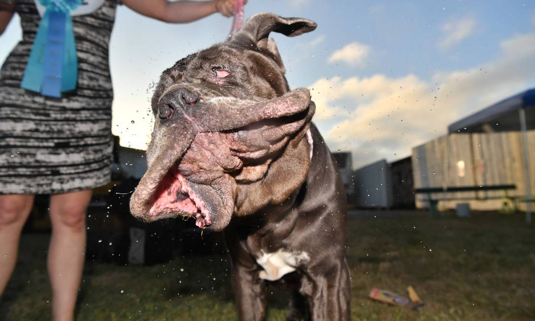 Fêmea de mastim napolitano é eleita o cachorro mais feio do mundo