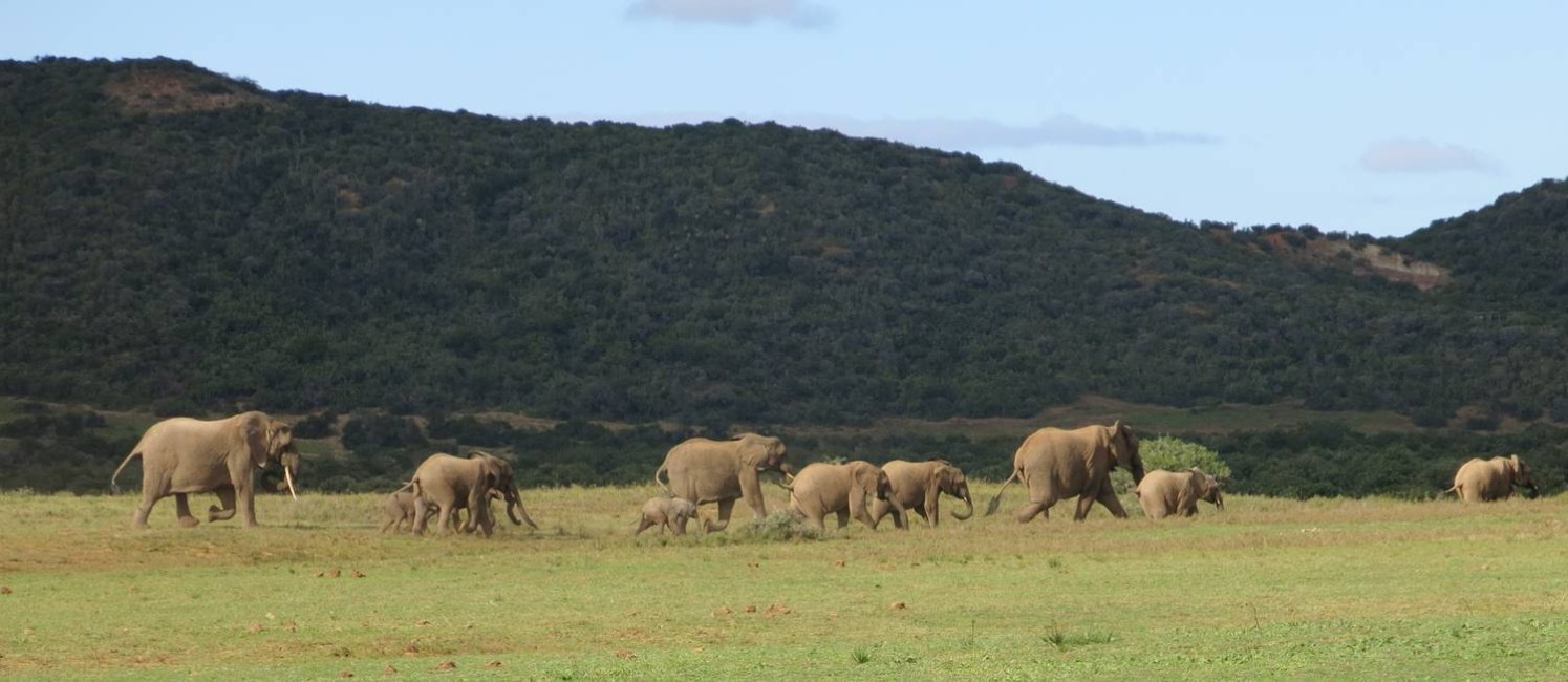 Elefantes. Manada é show à parte em Shamwari, a maior reserva do Cabo Oriental, perto de Port Elizabeth Foto: Paula Lacerda