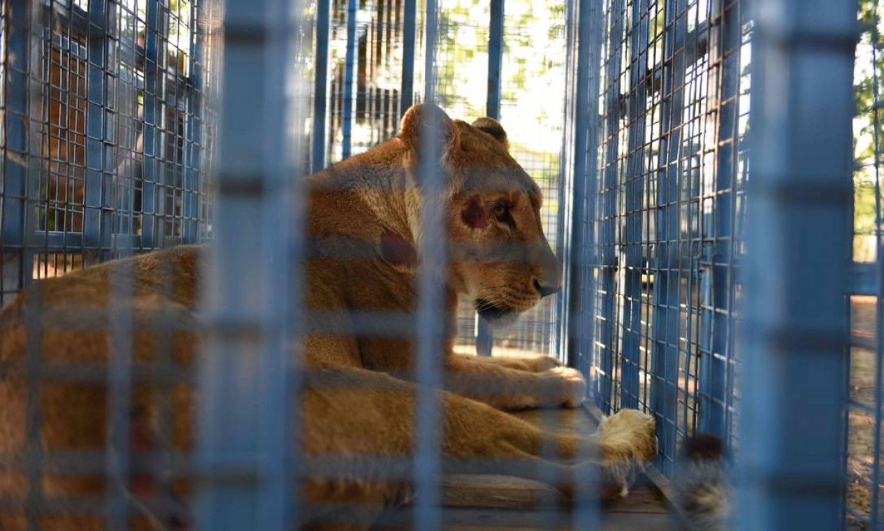Com machucados, uma leoa estava entre os animais sobreviventes do zoológico nos arredores de Aleppo Foto: AHU SAVAN AN / AFP