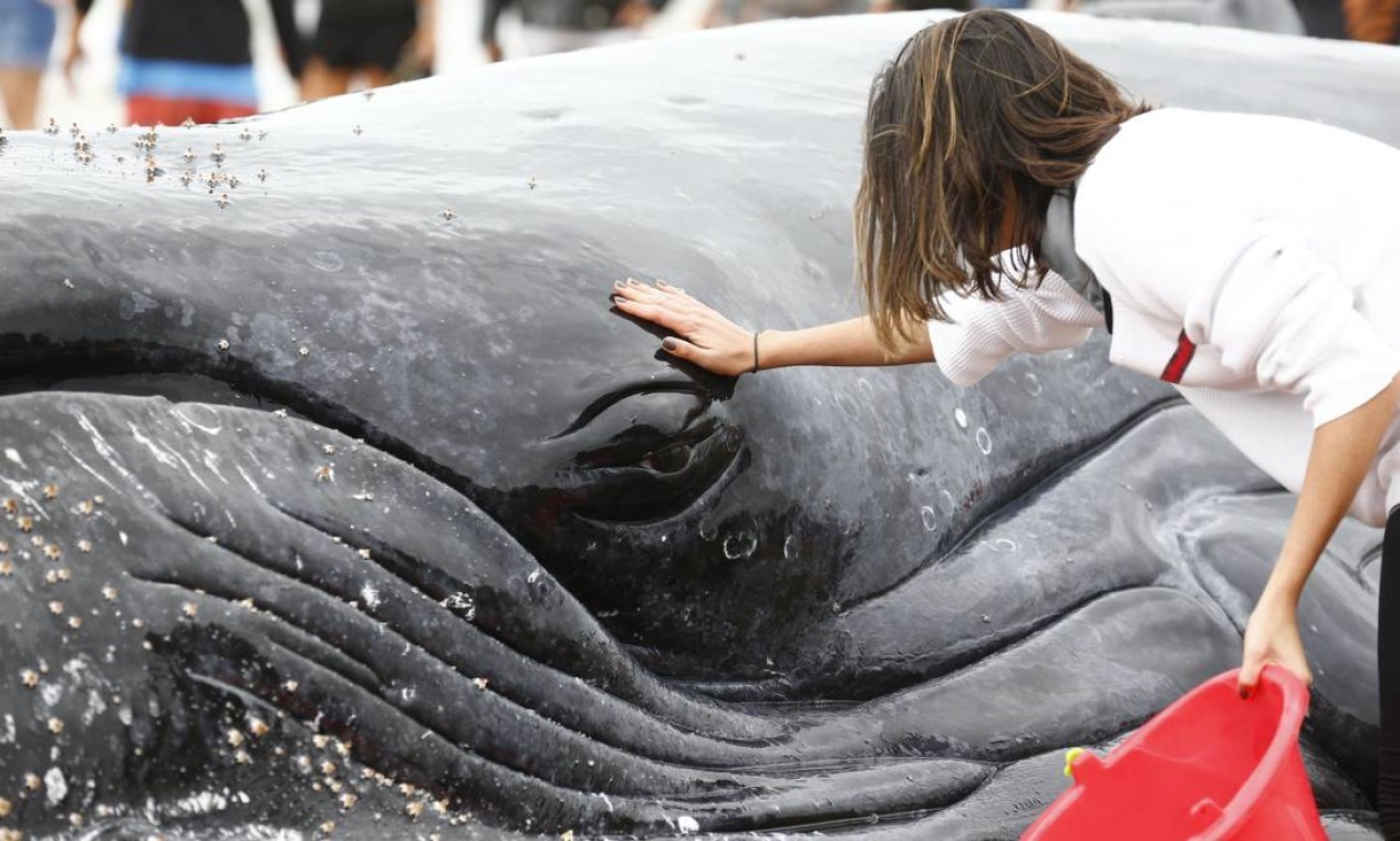 Voluntária acaricia baleia após molhá-la Foto: Pablo Jacob / Agência O Globo