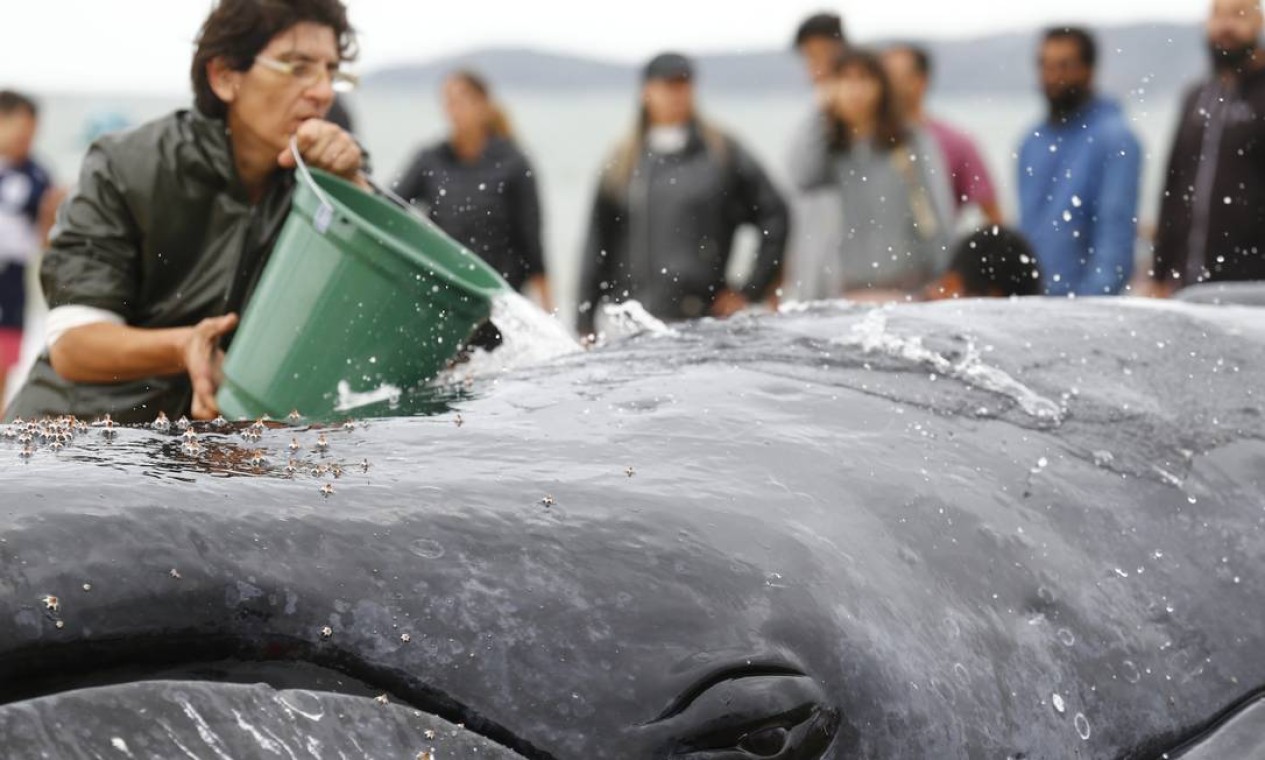 Voluntário joga água do mar sobre a baleia Foto: Pablo Jacob / Agência O Globo