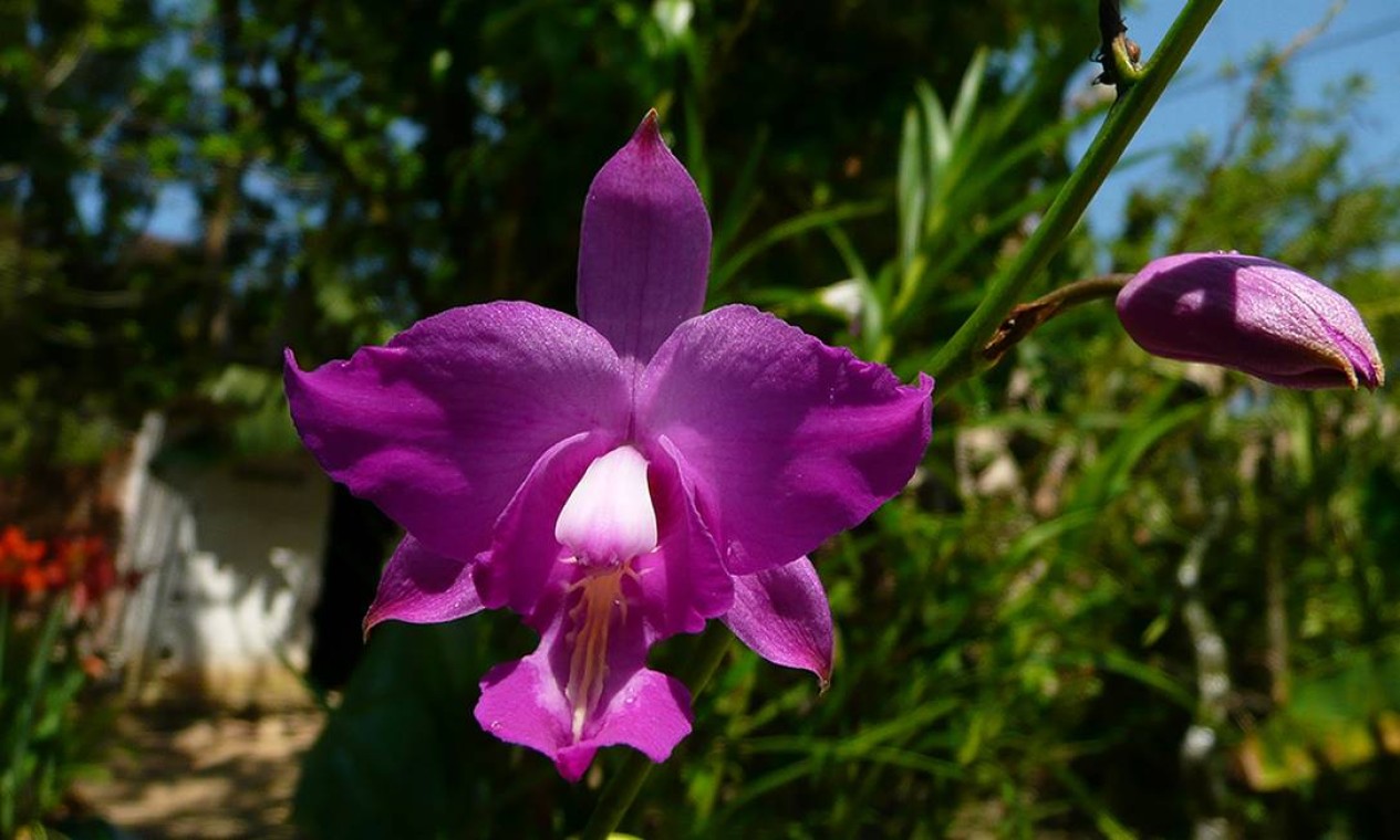 Confira espécies de orquídeas da exposição no Jardim Botânico - Jornal O  Globo