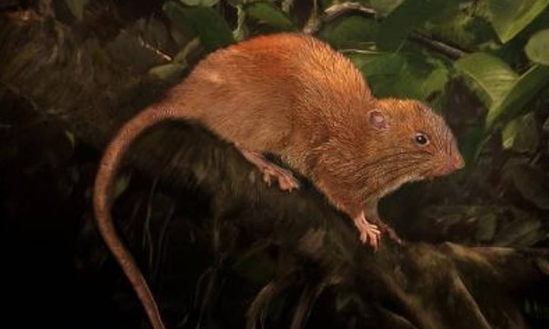 Uma espécie rara de rato gigante é apanhada pela primeira vez nas câmaras