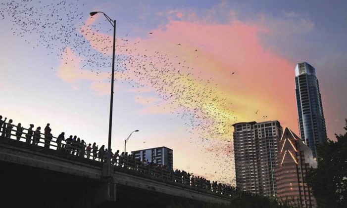 Revoada dos morcegos Foto: Austin CVB/Divulgação