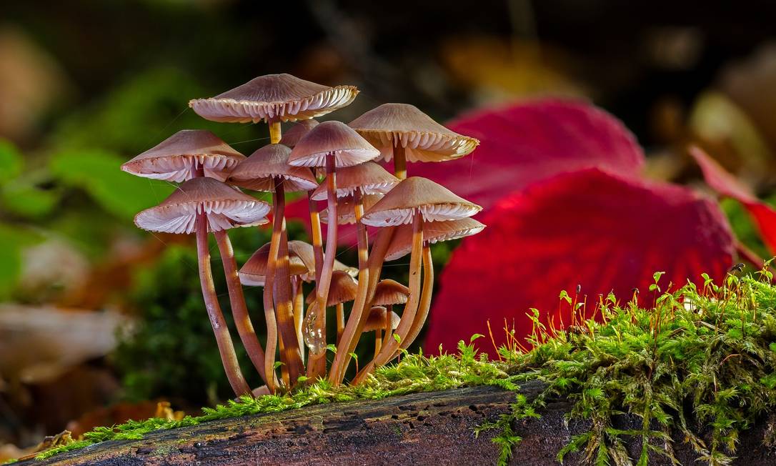 
Composto alucinógeno presente em cogumelos pode ajudar no tratamento da depressão Foto:
/
PIXABAY
