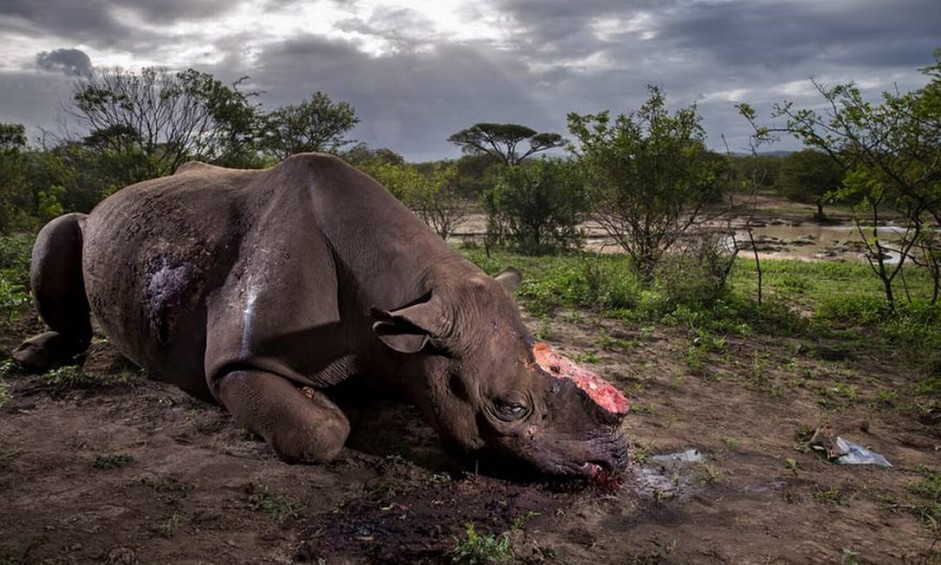 A grande vencedora na categoria adulto foi a imagem "Memorial to a Species", por Brent Stirton, da África do Sul, que mostra um rinoceronte abatido por caçadores por causa do chifre. A fotografia também foi a vencedora da categoria "Story". Foto: Brent Stirton/NHM