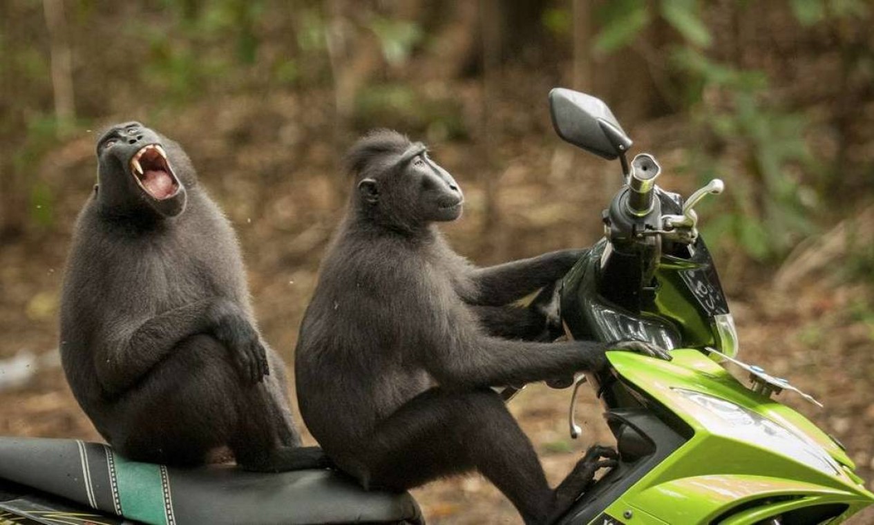 O concurso de fotografia "Comédia da Vida Selvagem" selecionou 40 imagens finalistas, entre elas a obra de Katy Laveck Foster, que mostra dois macacos em cima de uma moto na entrada da reserva Tangkoko Batuangus, na Indonésia Foto: Comedy Wildlife Photography Award / Katy Laveck Foster