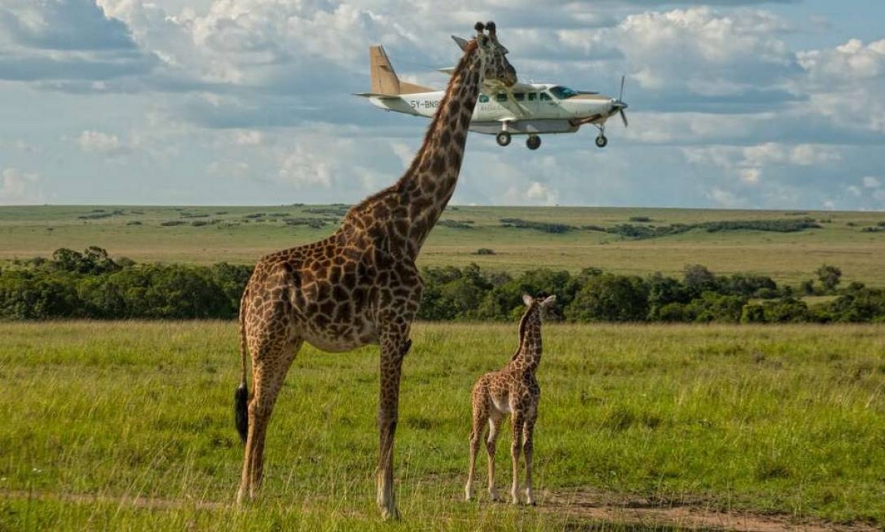 Uma girafa mordendo um avião? Não, apenas uma fotografia tirada por Graene Guy no momento exato em que a aeronave passava por trás do rosto da girafa, dando a impressão que o avião é segurado pelo animal. Foto: Comedy Wildlife Photography Award / Graeme Guy