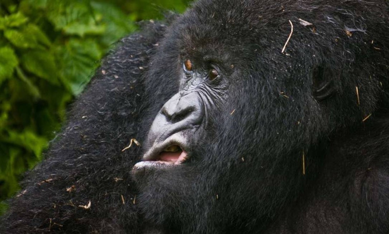 Um gorila no Parque Nacional Virunga, em Ruanda, parece não ter gostado de alguma coisa. A fotografia é de Josef Friedhuber. Foto: Comedy Wildlife Photography Award / Josef Friedhuber