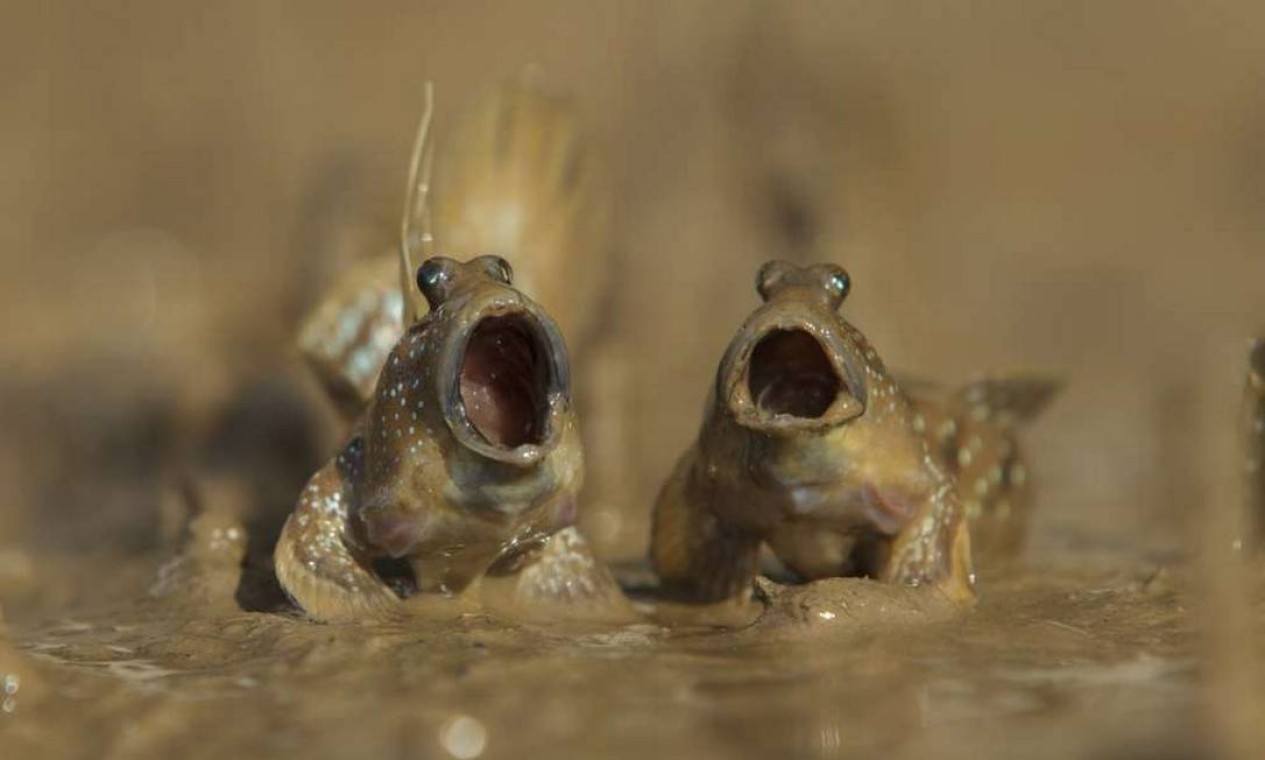 Peixes cantores?!? Não, apenas dois peixes anfíbios da família Gobiidae, conhecidos como saltadores do lodo. Eles são capazes de respirar fora d'água, desde que estejam úmidos. A foto é de Daniel Trim, tirada em Krabi, na Tailândia. Foto: Comedy Wildlife Photography Award / Daniel Trim