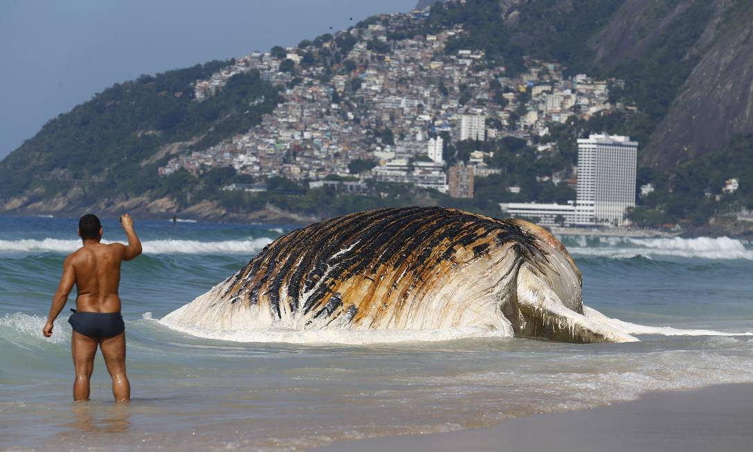 Baleia encalhada na Praia do Arpoador, na Zona Sul do Rio Foto: Pablo Jacob / O Globo 