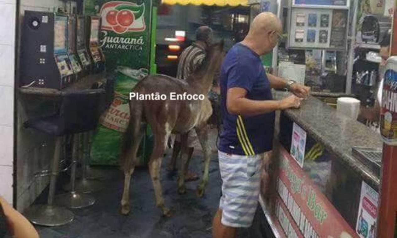 Leite Quentee News: Internautas de Plantão.