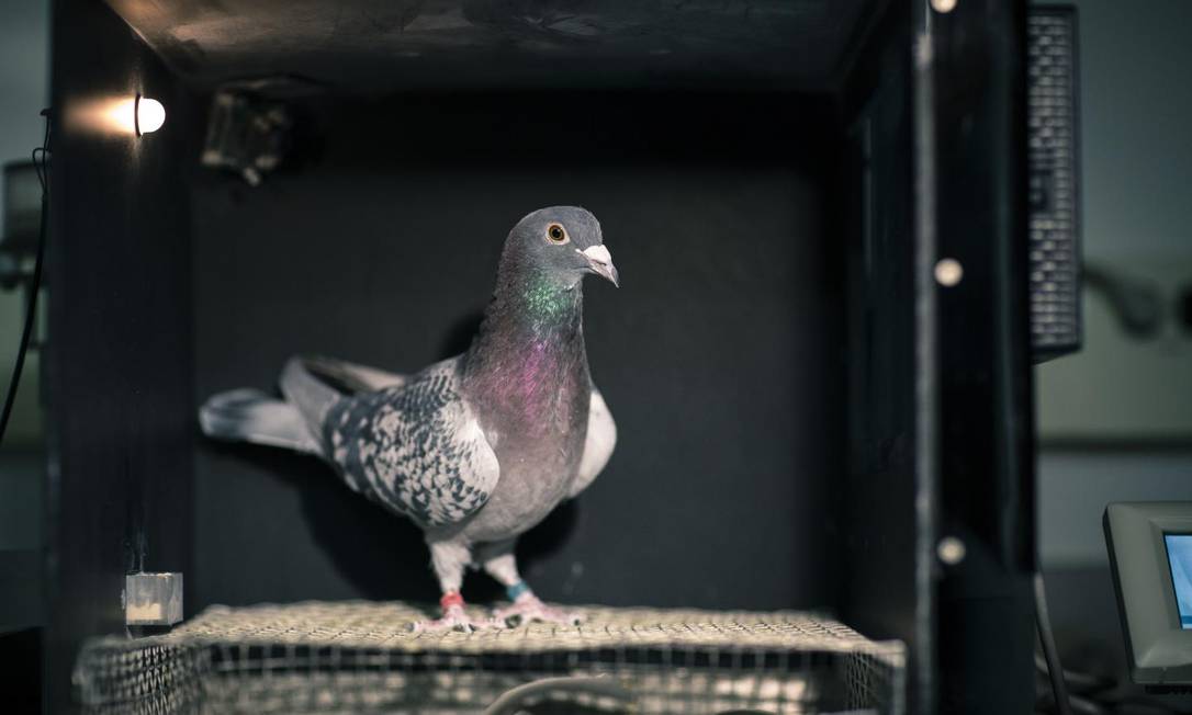 O COMPLEXO DO POMBO ENXADRISTRA 