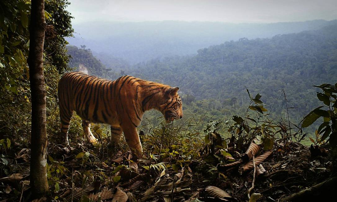 why-is-the-sumatran-tiger-on-the-brink-of-extinction-worldatlas