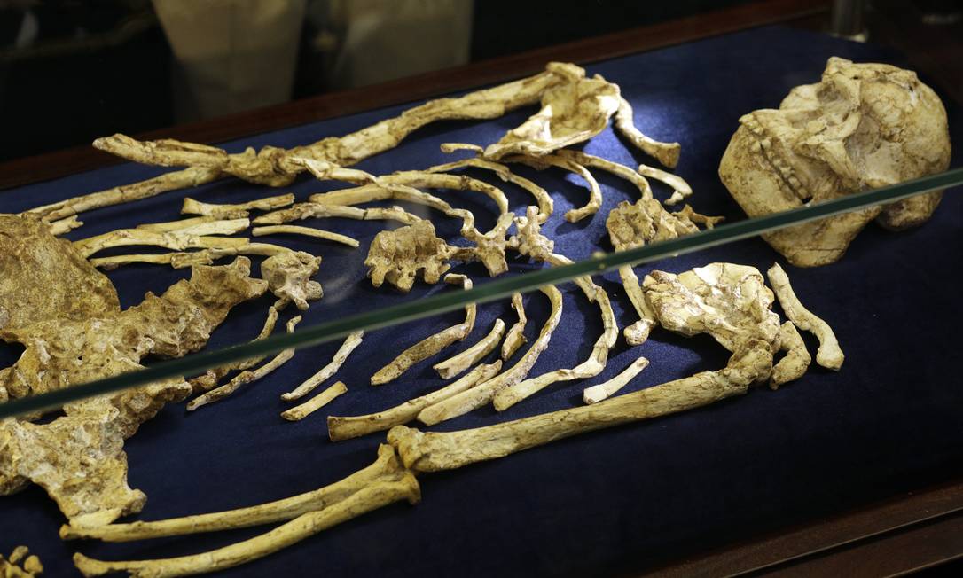 Cientistas revelam esqueleto de ancestral humano de 3,6 milhões de anos